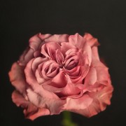 1770477135_26099697.jpg
