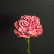 1770477136_71886417.jpg